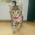 Skyler - F-6A Savannah Brown Spotted Tabby female DOB 9-10-13