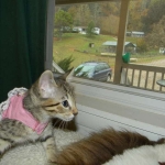Skyler - F-6A Savannah Brown Spotted Tabby female DOB 9-10-13