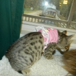 Skyler - F-6A Savannah Brown Spotted Tabby female DOB 9-10-13