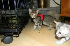 Jinx - Savannah F-6A BST Female Darker  DOB 9-10-13