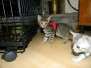Jinx - Savannah F-6A BST Female Darker  DOB 9-10-13