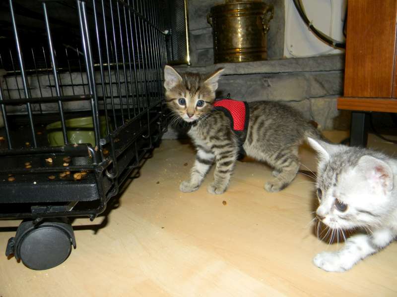 Jinx - Savannah F-6A Brown Spotted Tabby Female DOB 9-10-13