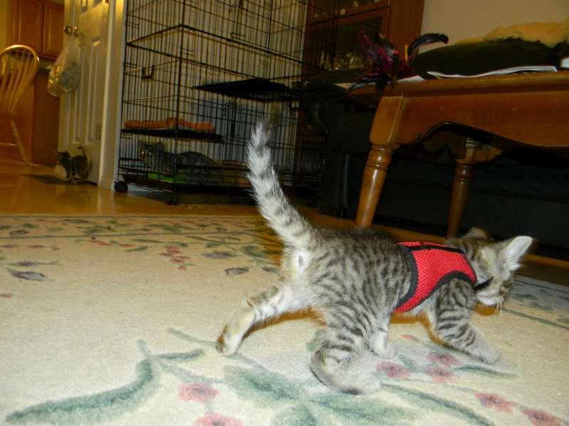 Jinx - Savannah F-6A Brown Spotted Tabby Female DOB 9-10-13