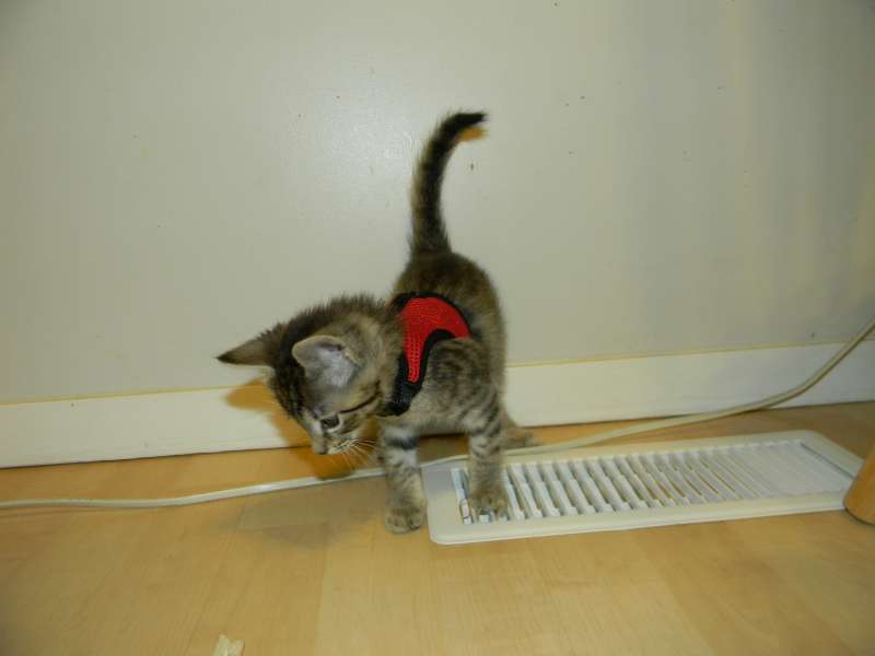 Jinx - Savannah F-6A Brown Spotted Tabby Female DOB 9-10-13