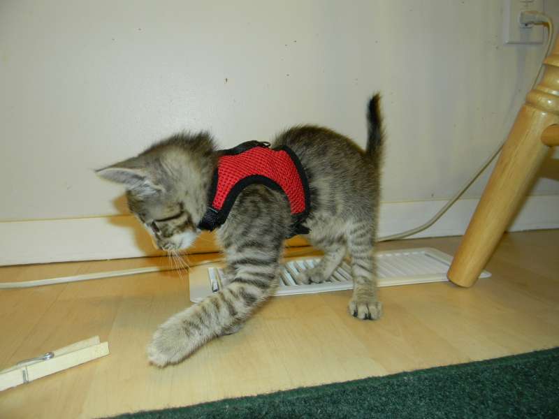 Jinx - Savannah F-6A Brown Spotted Tabby Female DOB 9-10-13