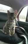Jinx going home sitting