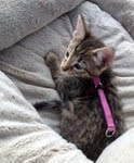Jinx going home