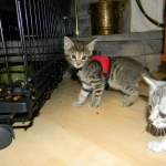 Jinx - Savannah F-6A Brown Spotted Tabby Female DOB 9-10-13