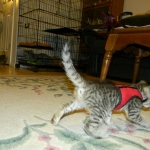 Jinx - Savannah F-6A Brown Spotted Tabby Female DOB 9-10-13