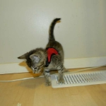 Jinx - Savannah F-6A Brown Spotted Tabby Female DOB 9-10-13