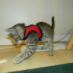 Jinx - Savannah F-6A Brown Spotted Tabby Female DOB 9-10-13