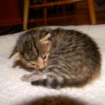 Jinx - Savannah F-6A Brown Spotted Tabby Female DOB 9-10-13