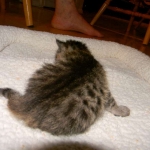 Jinx - Savannah F-6A Brown Spotted Tabby Female DOB 9-10-13
