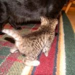 Jinx - Savannah F-6A Brown Spotted Tabby Female DOB 9-10-13