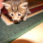 Jinx - Savannah F-6A Brown Spotted Tabby Female DOB 9-10-13