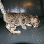 Jinx - Savannah F-6A Brown Spotted Tabby Female DOB 9-10-13