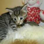 Jinx - Savannah F-6A Brown Spotted Tabby Female DOB 9-10-13