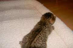 Walt - Savannah F-6A Brown Spotted Male  DOB 9-10-13