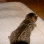 Walt - F-6A Brown Spotted Tabby Savannah Male DOB 9-10-13