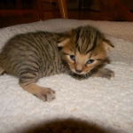 Walt - F-6A Brown Spotted Tabby Savannah Male DOB 9-10-13