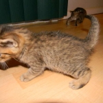 Walt - F-6A Brown Spotted Tabby Savannah Male DOB 9-10-13