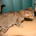Walt - F-6A Brown Spotted Tabby Savannah Male DOB 9-10-13
