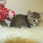 Walt - F-6A Brown Spotted Tabby Savannah Male DOB 9-10-13