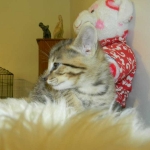 Walt - F-6A Brown Spotted Tabby Savannah Male DOB 9-10-13