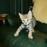 Walt - F-6A Brown Spotted Tabby Savannah Male DOB 9-10-13