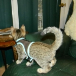 Walt - F-6A Brown Spotted Tabby Savannah Male DOB 9-10-13