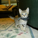 Walt - F-6A Brown Spotted Tabby Savannah Male DOB 9-10-13