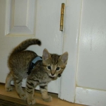 Walt - F-6A Brown Spotted Tabby Savannah Male DOB 9-10-13