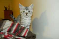 Sidney - Egyptian Mau Silver Female  DOB 9-13-13