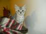 Sidney - Egyptian Mau Silver Female  DOB 9-13-13