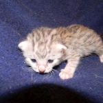 Sidney - Egyptian Mau Silver Female DOB 9-13-13