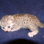 Sidney - Egyptian Mau Silver Female DOB 9-13-13