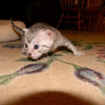 Sidney - Egyptian Mau Silver Female DOB 9-13-13
