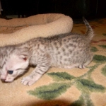 Sidney - Egyptian Mau Silver Female DOB 9-13-13