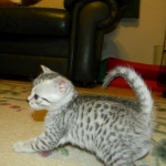 Sidney - Egyptian Mau Silver Female DOB 9-13-13