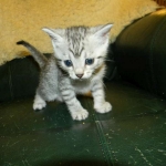 Sidney - Egyptian Mau Silver Female DOB 9-13-13