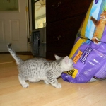 Sidney - Egyptian Mau Silver Female DOB 9-13-13