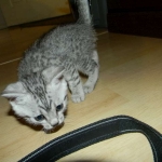Sidney - Egyptian Mau Silver Female DOB 9-13-13
