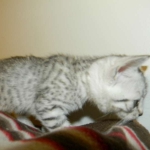 Sidney - Egyptian Mau Silver Female DOB 9-13-13
