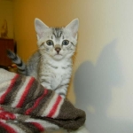 Sidney - Egyptian Mau Silver Female DOB 9-13-13