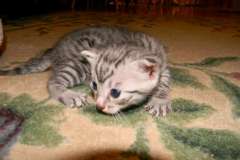 Ra - Egyptian Mau Silver Male  DOB 9-13-13