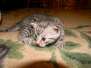 Ra - Egyptian Mau Silver Male  DOB 9-13-13