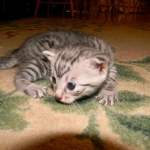 Ra - Egyptian Mau Silver Male DOB 9-13-13