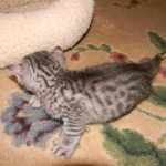 Ra - Egyptian Mau Silver Male DOB 9-13-13