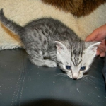 Ra - Egyptian Mau Silver Male DOB 9-13-13