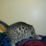 Ra - Egyptian Mau Silver Male DOB 9-13-13